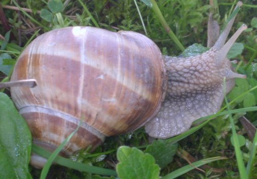 Weinbergschnecke