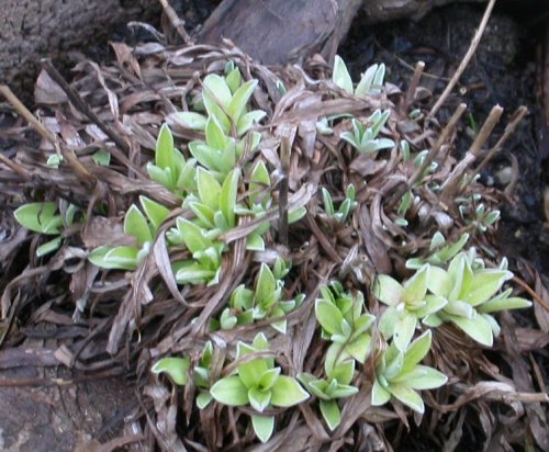 2008-04-05 Leontopodium alpinum (Edelweiss)